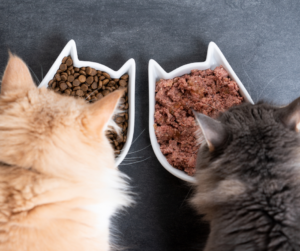 De voordelen van natte voeding voor je hond of kat