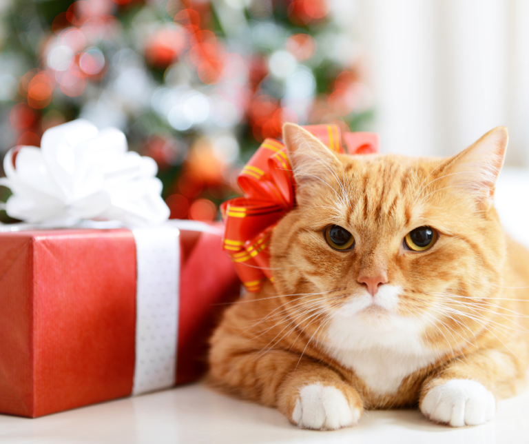 stress en angst bij huisdieren tijdens de feestdagen