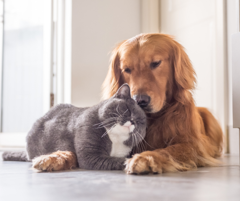 artrose bij hond en kat